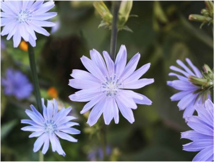08. Chicory 2