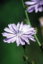 08chicory