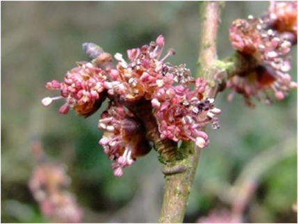 11. Elm 2
