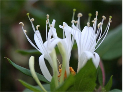 16. Honeysuckle 2