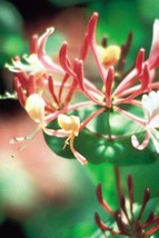 16honeysuc