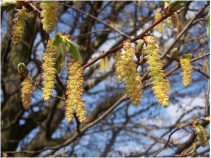 17. Hornbeam 2