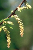 17hornbeam