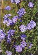 Chicory