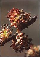 Elm