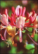 Honeysuckle