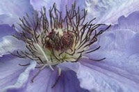images11